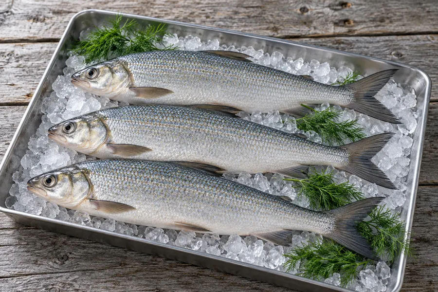 Drei frische Renken auf zerstoßenem Eis mit Dill in einer Edelstahlwanne (Illustration)